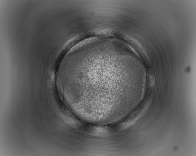X0000099480308200805301624