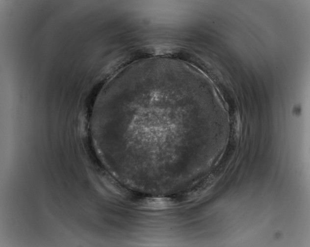 X0000099480316200805301624