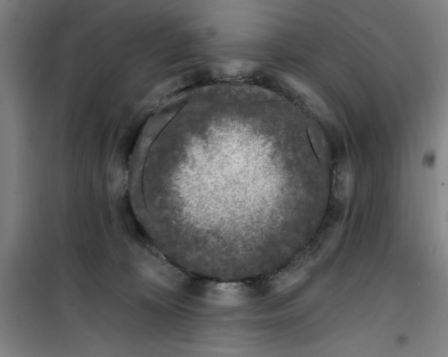 X0000099480324200805301624