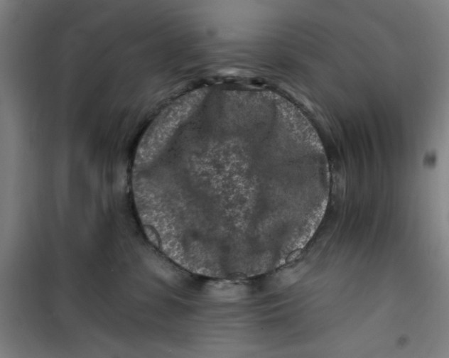 X0000099480331200805301624