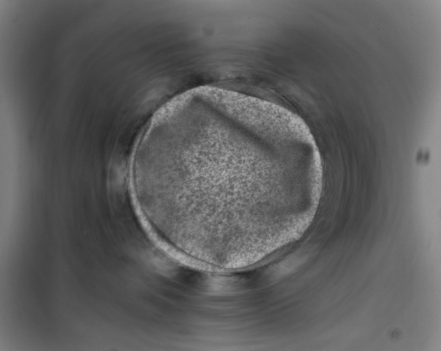 X0000099480336200805301624