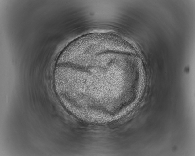 X0000099480337200805301623