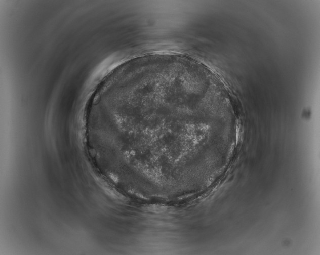 X0000099480339200805301623