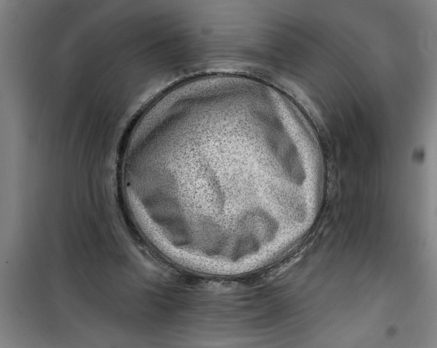 X0000099480346200805301623