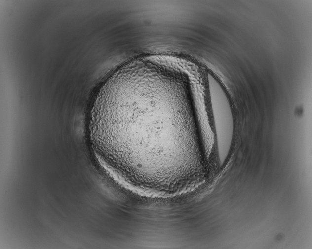 X0000099480353200805301623