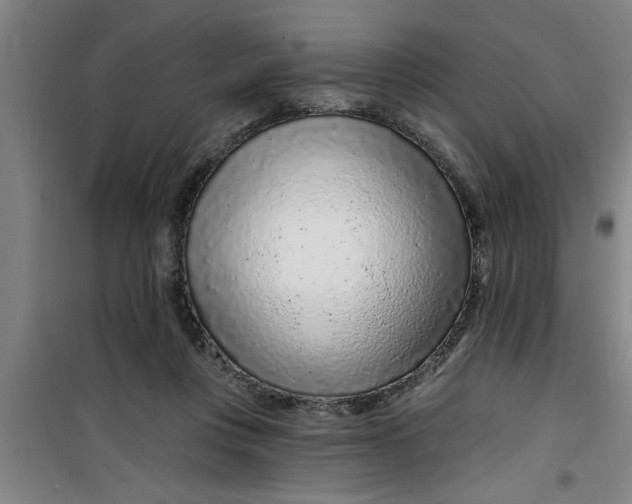 X0000099480359200805301624