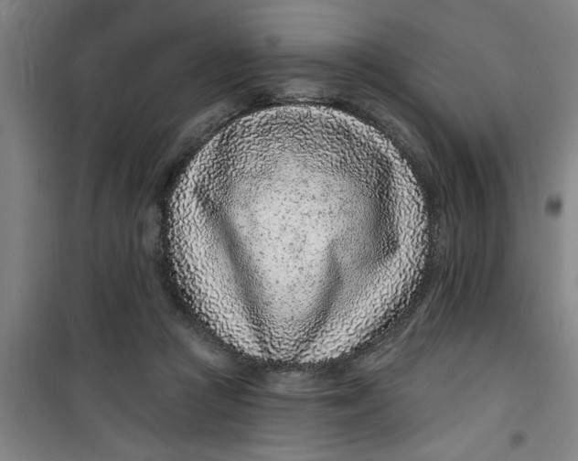 X0000099480361200805301624