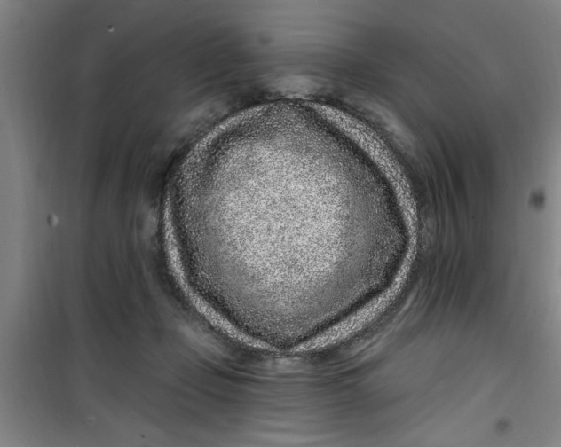 X0000099480365200805301624