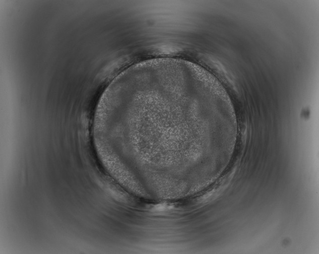 X0000099480366200805301624