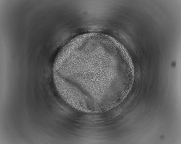 X0000099480367200805301624