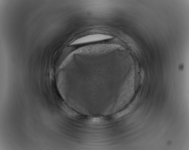 X0000099480382200805301624