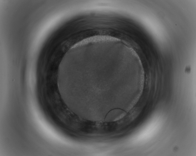X0000099480383200805301624