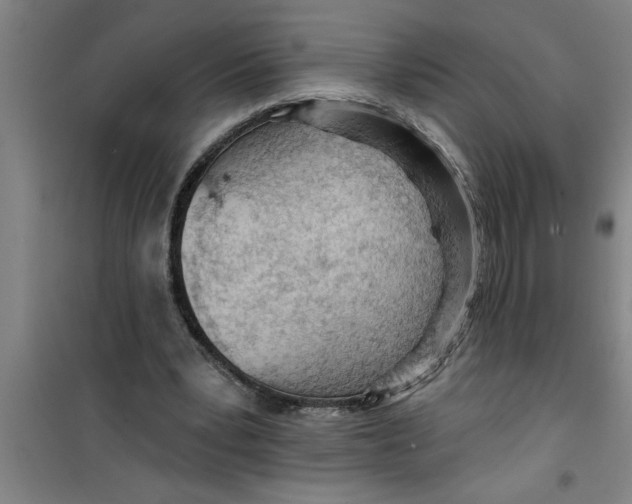 X0000099480391200805301623