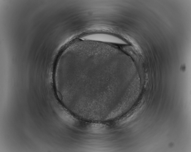 X0000099480399200805301623