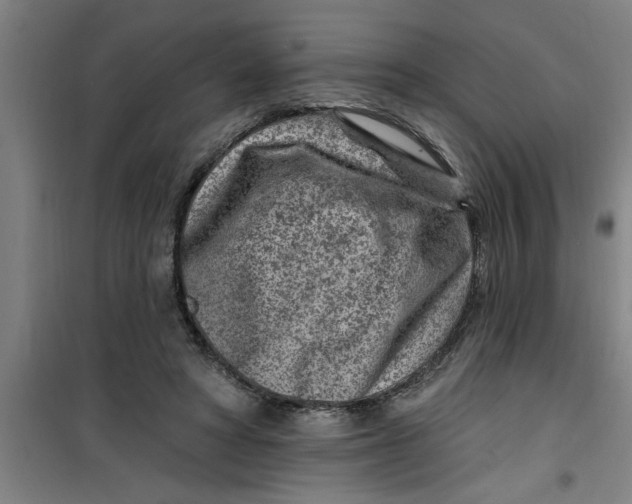 X0000099480402200805301623