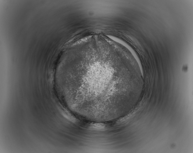 X0000099480409200805301623