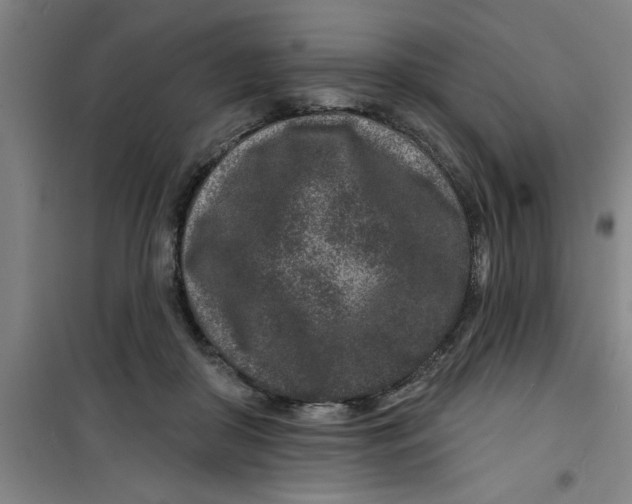 X0000099480410200805301623