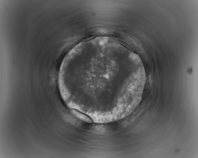 X0000099480423200805301623