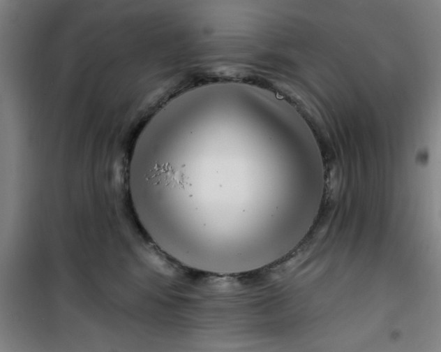 X0000099480424200805301623