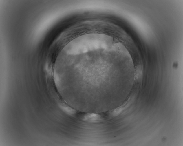 X0000099480431200805301623