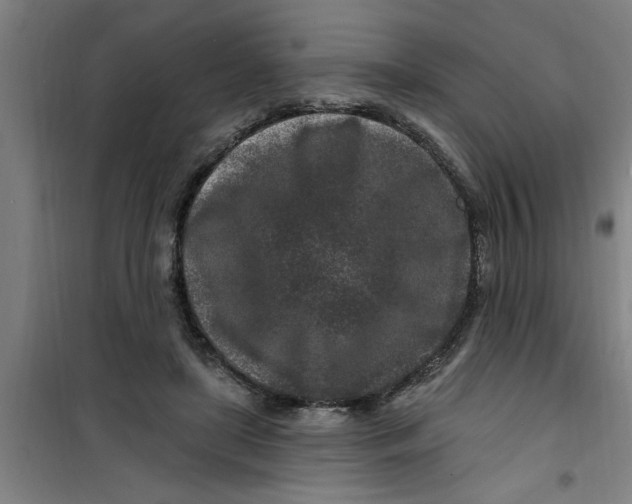 X0000099480451200805301622
