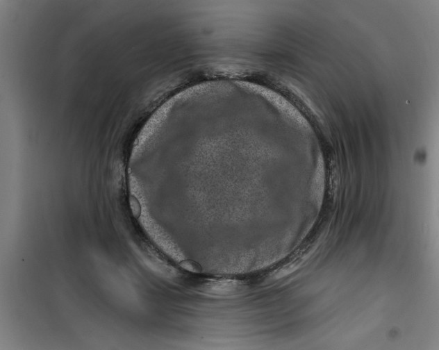 X0000099480459200805301622
