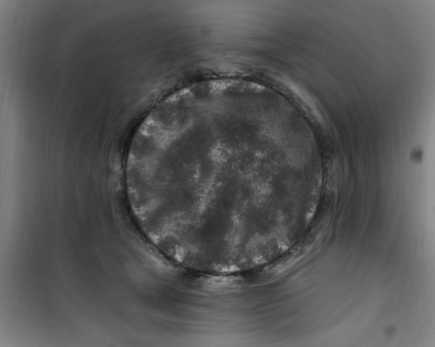 X0000099480465200805301622