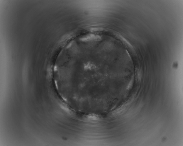 X0000099480475200805301623