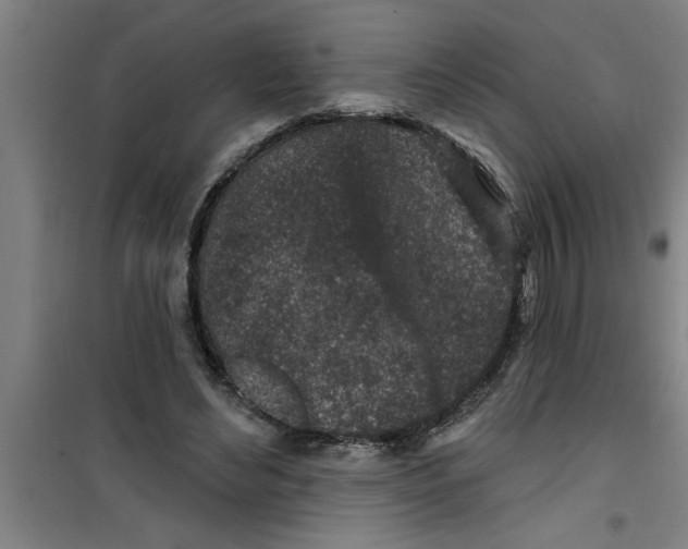 X0000099480492200805301622