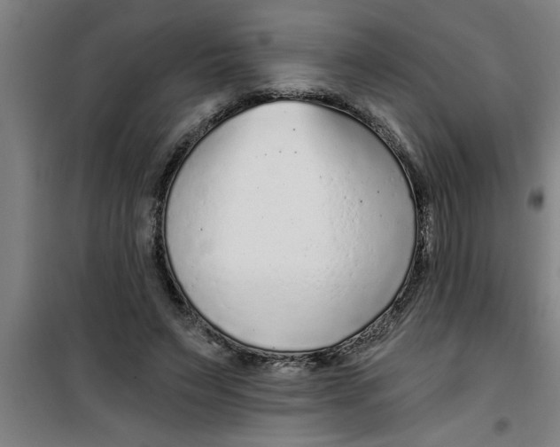 X0000099480495200805301622