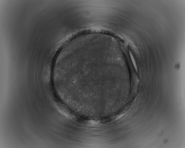 X0000099480496200805301622