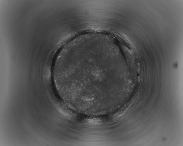 X0000099480500200805301622