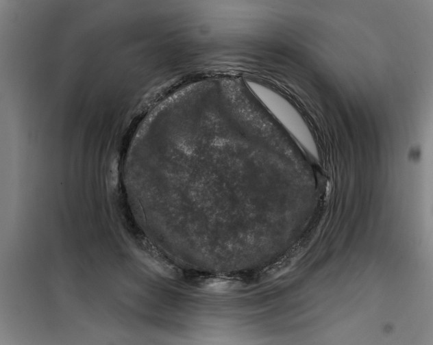 X0000099480504200805301621