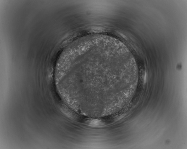 X0000099480507200805301621