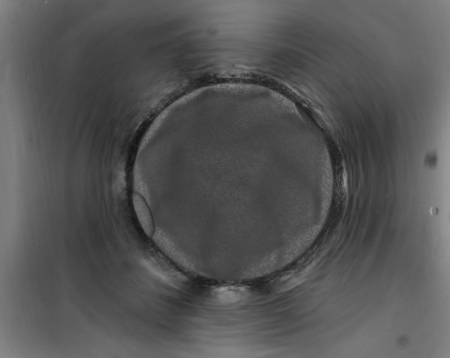 X0000099480508200805301621