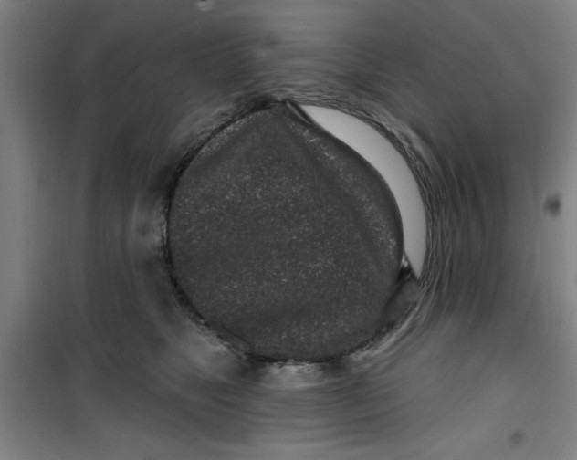 X0000099480517200805301621