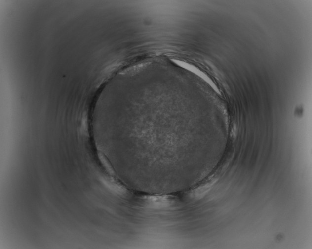 X0000099480524200805301621