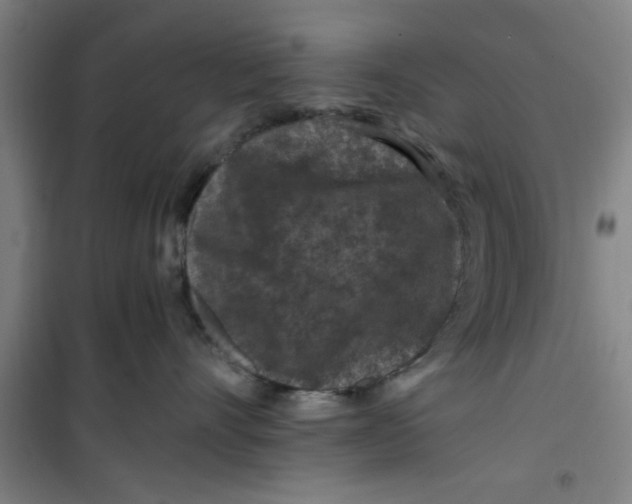 X0000099480528200805301621