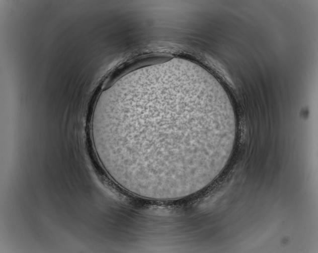 X0000099480538200805301621
