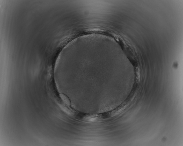 X0000099480563200805301621