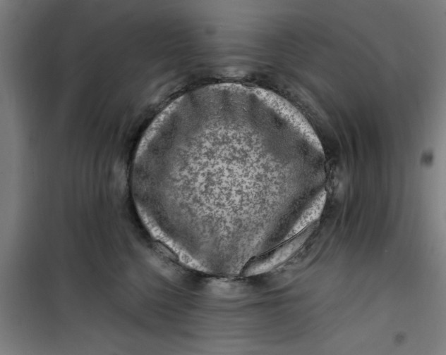 X0000099480568200805301621