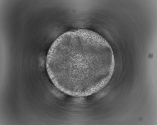 X0000099480576200805301621