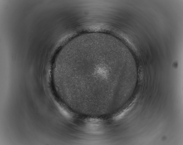 X0000099480590200805301620