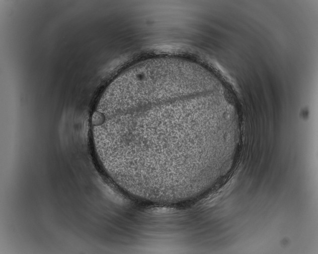 X0000099480637200805301619