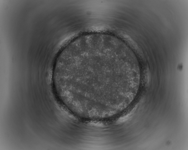 X0000099480640200805301619