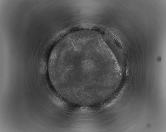X0000099480641200805301619