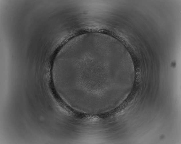 X0000099480642200805301620
