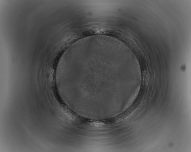 X0000099480650200805301620