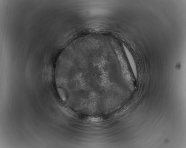X0000099480659200805301620