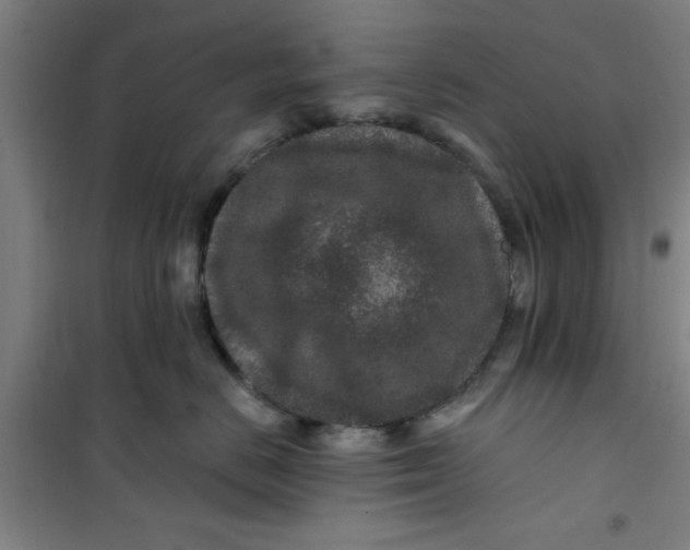 X0000099480670200805301620